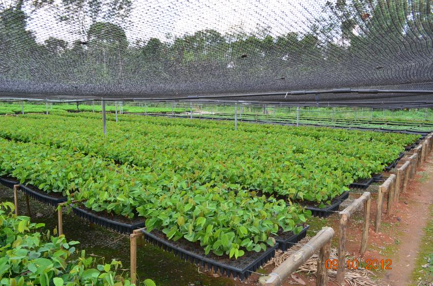 Ação: Produção de mudas para reflorestamento de APPD Ano 2012